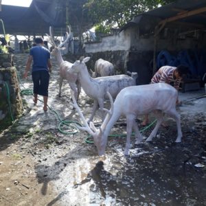 Kelik Semar Mesem Patung Kijang Cara Buat Patung Fiberglass