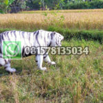 081578135034/Patung Harimau Fiberglass