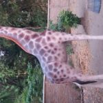 Patung Jerapah/081578135034